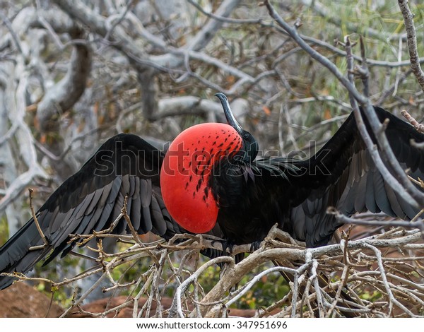 Male frigatebird attempting to attract a mate by\
inflating his red gular\
pouch