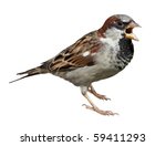 Male in front of white background, isolated. House Sparrow (Passer domesticus)