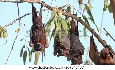male fruit bats roosting at nitmiluk gorge, also known as katherine gorge at nitmiluk national park in the northern territory