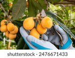 Male fruit farmer harvesting biwa, Japanese farmer