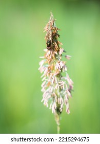 Male Fruit Fly On A Blade Of Grass Macro