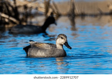 A male gadwall duck, Mareca strepera, swimming and foraging in a wetland at Culver, Indiana