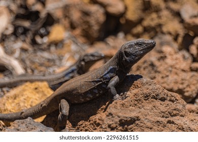 Male Gallot's lizard, (Gallotia galloti galloti), on volcanic rock and with rocks background, in the Teide national park, Tenerife, Canary islands - Powered by Shutterstock