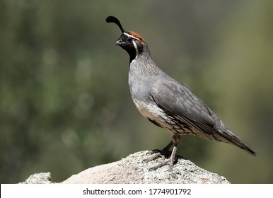 A Male Gambels Quail Finds A High Point To Stand Watch As His Family Eats.