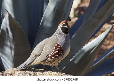 Male Gambel's Quail in front of agave plant. - Shutterstock ID 89852968
