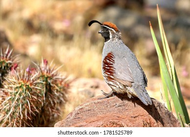 Male Gambels Quail Standing On Rock