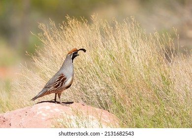 A male Gambel's quail stands on a sandstone boulder with desert bushes in the background and looks to the right watching for danger.  - Shutterstock ID 2131682543