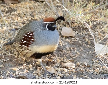 A Male Gambels Quail Walks Down To The Water. 