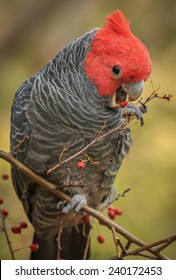 Gang Gang Cockatoo Images Stock Photos Vectors Shutterstock