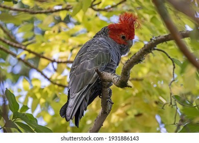 Male Gang Gang Cockatoo perched in tree - Shutterstock ID 1931886143