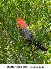 Male Gang-gang Cockatoo (Callocephalon fimbriatum) identified from the female with his a red head and crest. - Shutterstock ID 2106938339