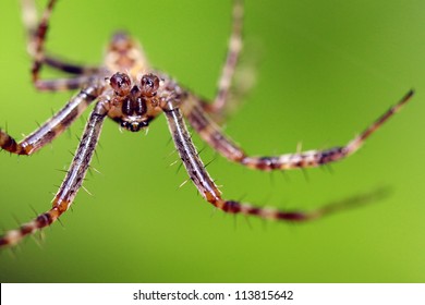 Male Garden Spider Hanging Upside Down Short Focus Bearing Its Fangs Aggressively