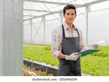 Male Gardener Holds Clipboard Inspects Green Lettuce Vegetable Quality In Greenhouse Cultivation. Young Asian Farmer Grow Organic Salad Nutrients Rich Vegetables On Hydroponic Farm For Healthy People