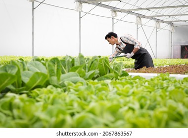 Male gardener holds clipboard inspects and records quality of green lettuce in greenhouse cultivation. Asian horticulture farmer harvest healthy nutrition organic salad vegetables on hydroponic farm