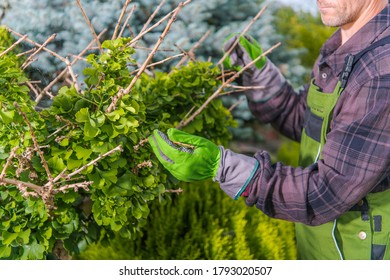 Male Gardener Looking At Leafless Partly Dead Ends Of Branches Of Small Unhealthy Tree.