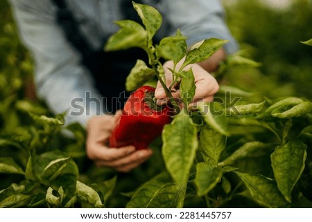 Male gardener picking fresh pepper from a vegetable garden. Males gather fresh produce into a basket on an agricultural field. Self-sufficient worker harvesting on an organic farm.