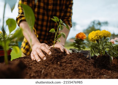 Male gardener planting green. Plant in hands. Ecology and gardening concept.