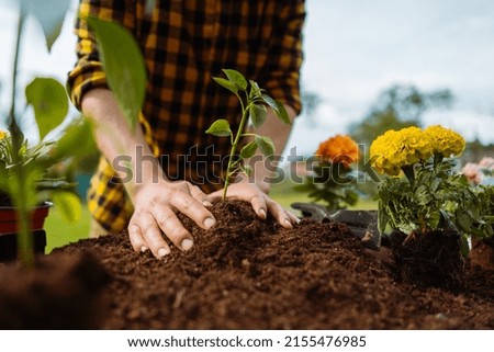 Male gardener planting green. Plant in hands. Ecology and gardening concept.