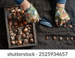 Male gardener plants tulip bulbs in the ground. Hand holding a flower bulbs before planting in the ground. Group of tulip and daffodil bulbs in a wooden box, close up, top view. Gardening concept