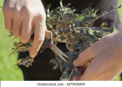 A Male Gardener Trimming Bonsai Tree