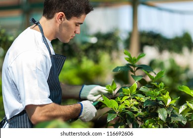 Male Gardener Working In Garden