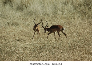 Male Gazelles
