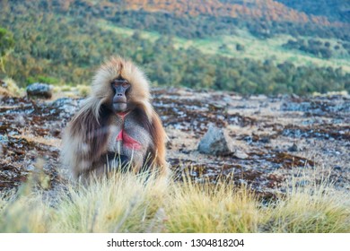 Male Gelada baboon