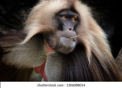 Male Gelada Baboon (Heropithecus gelada) sitting and watching. Baboon gelada is moving. Photo from animal´s world.