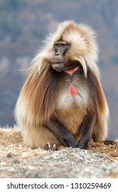 Male Gelada Baboon sitting - Simien Mountains National Park - Ethiopia