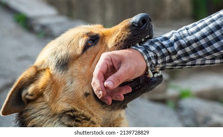 A male German shepherd bites a man by the hand.