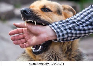 A male German shepherd bites a man by the hand. - Shutterstock ID 662031211