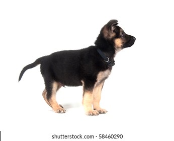 Male German Shepherd Puppy On A White Background