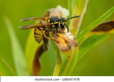 A male German Yellowjacket is climbing onto a browning leaf. Also known as a European Wasp, it is an invasive species in North America. Mississauga, Ontario, Canada. - Shutterstock ID 1685457478