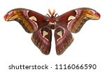 Male giant atlas silk moth, Attacus atlas, isolated on white background. Atlas moth is one of the largest moths in the world. It has snake head-like images on tips of wings and feather-like antennae