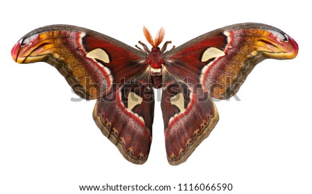 Male giant atlas silk moth, Attacus atlas, isolated on white background. Atlas moth is one of the largest moths in the world. It has snake head-like images on tips of wings and feather-like antennae