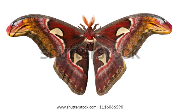 白い背景に男性の巨大なアトラスの蚕 アタカス アトラス アトラスモスは世界最大の蛾の一つだ 翼の先端に蛇の頭状の画像と羽状の触角を持つ の写真素材 今すぐ編集