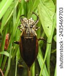 A male giant water bug (Lethocerus indicus) protects the eggs on the stem above water.