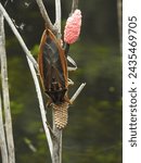 A male giant water bug (Lethocerus indicus) protects the eggs on the stem above water.