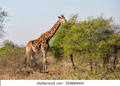 Male giraffe eating from a tree in theKrugerpark in South Africa