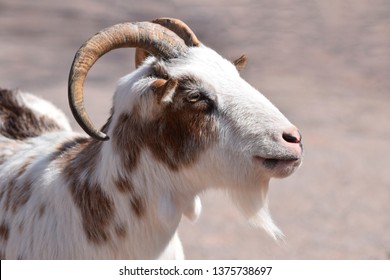 70 Billy goats gruff Images, Stock Photos & Vectors | Shutterstock