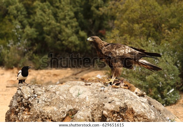 Male Golden Eagle Eating Hare Stock Photo Edit Now 629651615