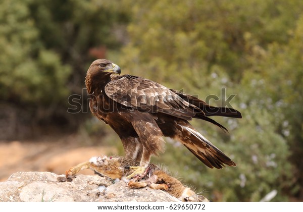 Male Golden Eagle Eating Wild Hare Stock Photo Edit Now