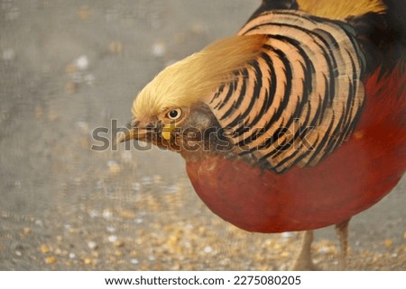 Male Golden pheasant ( Chrysolophus pictus ). Galliformes phasianidae. Birds of the pheasant family that inhabit bamboo thickets in high mountainous regions of China.