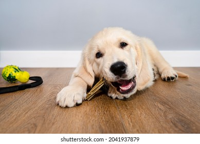 Male Golden Retriever Puppy Eating A Bone To Clean His Teeth On Modern Vinyl Panels In Home Living Room.