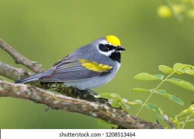 Male Golden-winged Warbler perched on tree branch.