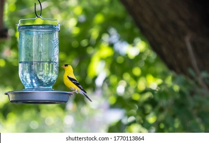 Male Goldfinch Drinking Water From A Mason Jar Hanging On A Shepherd Hook