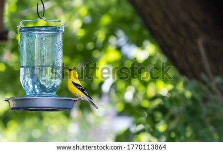 Male Goldfinch Drinking Water from a Mason Jar Hanging on a Shepherd Hook