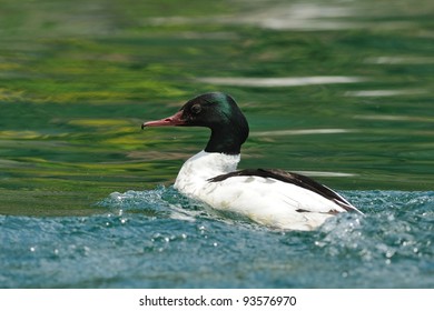 Male Goosander (Mergus Merganser) In Water