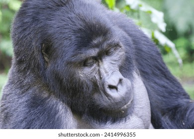 Un silverback gorila macho en el Parque Nacional Impenetrable de Bwindi