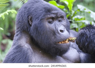 Un silverback gorila macho en el Parque Nacional Impenetrable de Bwindi